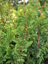 Cyprysik tępołuskowy 'Filicoides' 