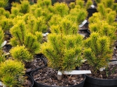 Sosna kosodrzewina 'Carstens Wintergold' 
