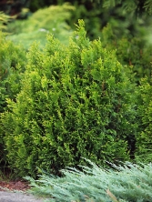 Żywotnik olbrzymi 'Copper Kettle'