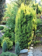 Taxus baccata 'David' 