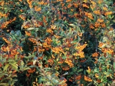 Pyracantha coccinea 'Orange Charmer' 