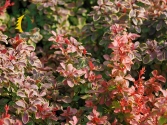 Japanese Barberry 'Dominator'