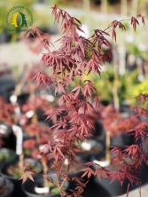 Klon palmowy 'Atropurpureum' 