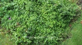 Hydrangea petiolaris 'Brookside Littleleaf'