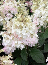 Hortensja bukietowa 'Petite Lantern' ® (Lissjudy)