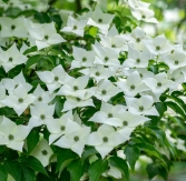 Cornus kousa 'Milky Way'