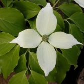 Cornus kousa 'Nicole'