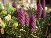 Abies koreana '' 
