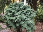 Chamaecyparis lawsoniana 'Globe' 