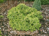 Chamaecyparis pisifera 'Nana' 