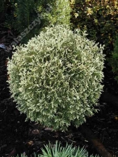 Thuja occidentalis 'Gold Pearl' 