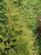 Thuja occidentalis 'Stolwijk' 