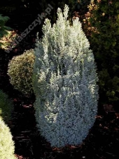 Chamaecyparis lawsoniana 'Snow White' 
