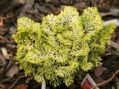 Chamaecyparis obtusa 'Elf' 