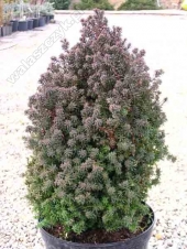 Chamaecyparis thyoides 'Red Star' 