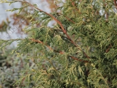 Chamaecyparis obtusa 'Mariesii' 