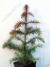 Cunninghamia lanceolata '' 