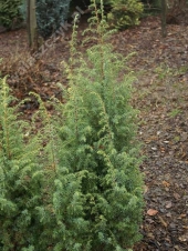 Juniperus communis 'Schneverdingen Goldmachangel' 