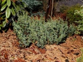 Juniperus communis 'Minima' 