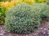 Picea glauca 'Little Globe' 