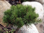 Pinus 'Baroko' 