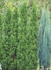 Thuja occidentalis 'Degroot's Spire'