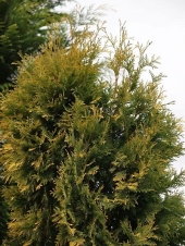 Thuja occidentalis 'Sunkist' 
