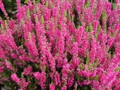 Calluna vulgaris 'Dark Star' 