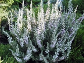 Calluna vulgaris 'Silver Knight' 