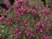 Erica carnea 'Katinka' 