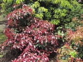 Pieris japonica 'Katsura' 