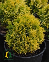 Thuja occidentalis 'Anna's Magic Ball'