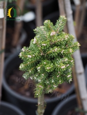 Abies koreana 'Pinocchio'