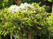Picea abies 'Pusch' Pa