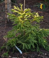 Cryptomeria japonica 'Spiralis'
