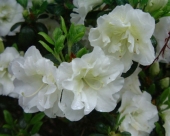 Azalea japonica 'Eisprinzessin'