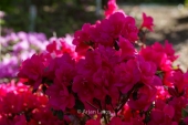 Azalea japonica 'Tornella'