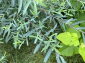 Salix purpurea
