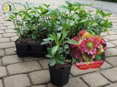 Helleborus orientalis DOUBLE ELLEN Picotee
