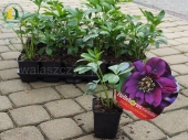 Helleborus orientalis DOUBLE ELLEN Purple