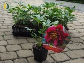 Helleborus orientalis DOUBLE ELLEN Red