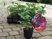 Helleborus orientalis PRETTY ELLEN Purple