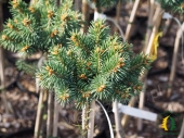 Picea pungens 'Brynek' Pa
