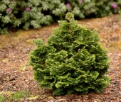 Chamaecyparis obtusa 'Hage'