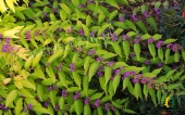 Callicarpa dichotoma 'Issai'