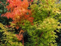 Ueno1