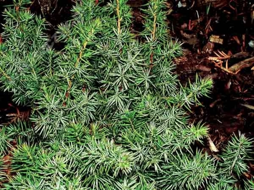 Juniperus conferta 'Blue Pacific'