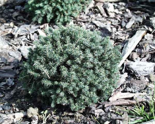 Picea glauca 'Echiniformis'