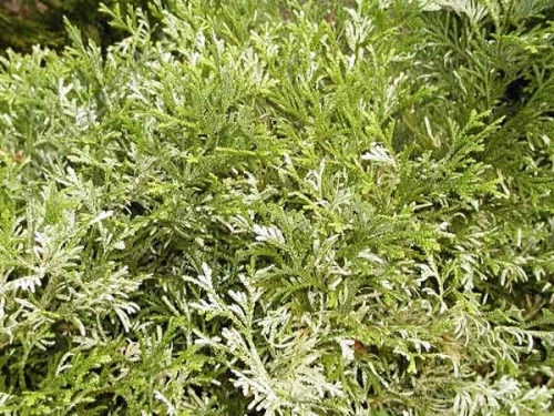 Thujopsis dolobrata 'Variegata'