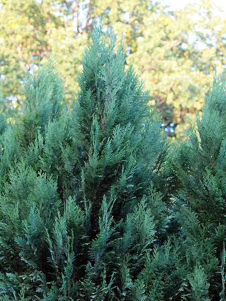 Chamaecyparis lawsoniana 'White Spot'